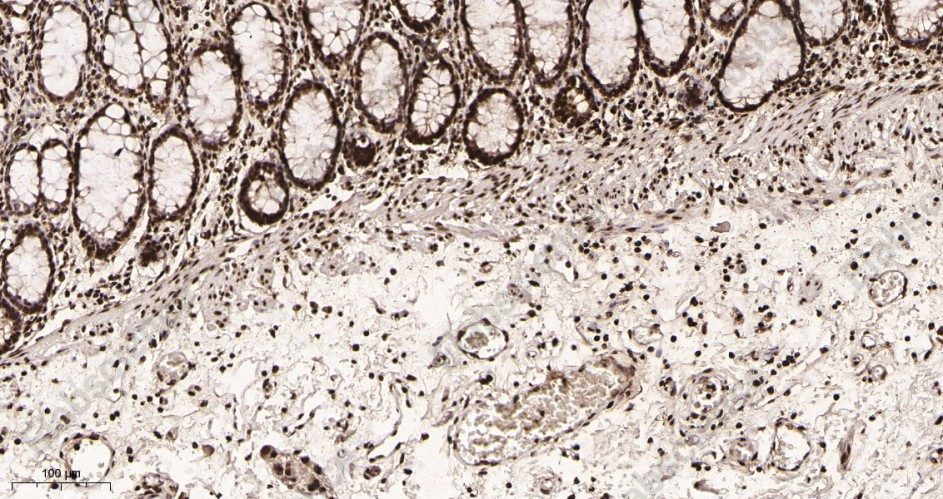 Recombinant Histone H4 Monoclonal Antibody - 2