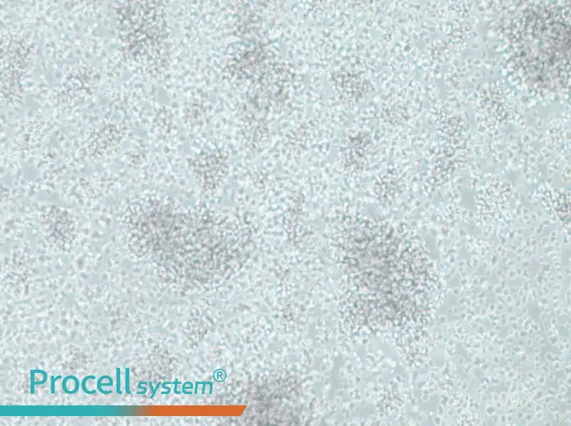 CCRF-SB Cell Complete MediumCCRF-SB Cell Complete Medium - 3