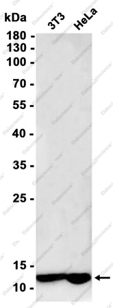 Recombinant Cytochrome C Oxidase subunit Vic Monoclonal Antibody - 3