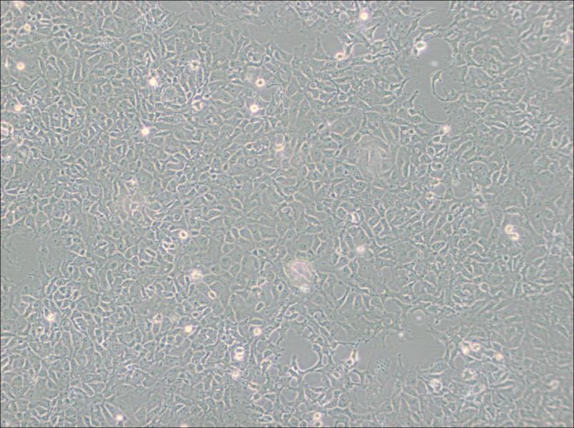 PA-1 Cell Complete Medium-searchlist-1