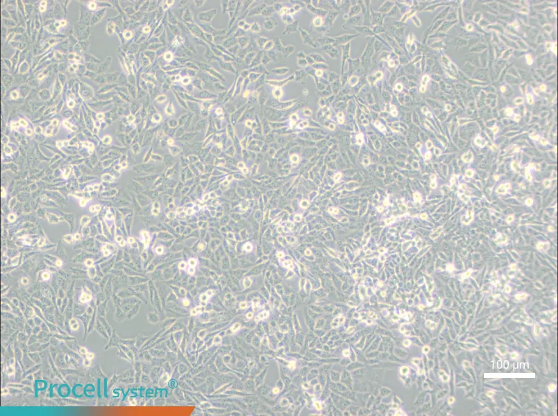 NCI-H157NCI-H157 - 3