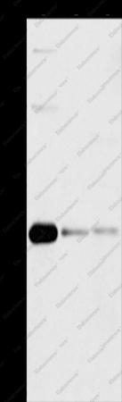 BCL10 Polyclonal Antibody - 1