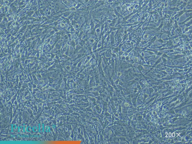 Rat Astrocyte Cells Isolation and Culture Kit - small - 5