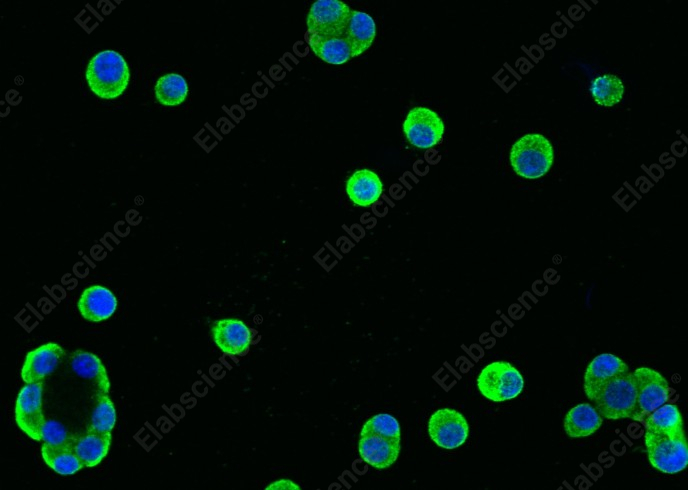 REG1A Monoclonal Antibody - 1