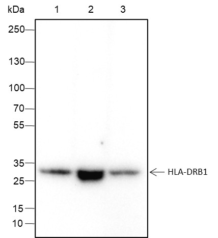 Recombinant HLA-DRB1 Monoclonal Antibody-searchlist-1