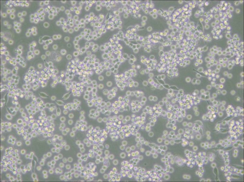 B95-8 Cell Complete Medium - 6