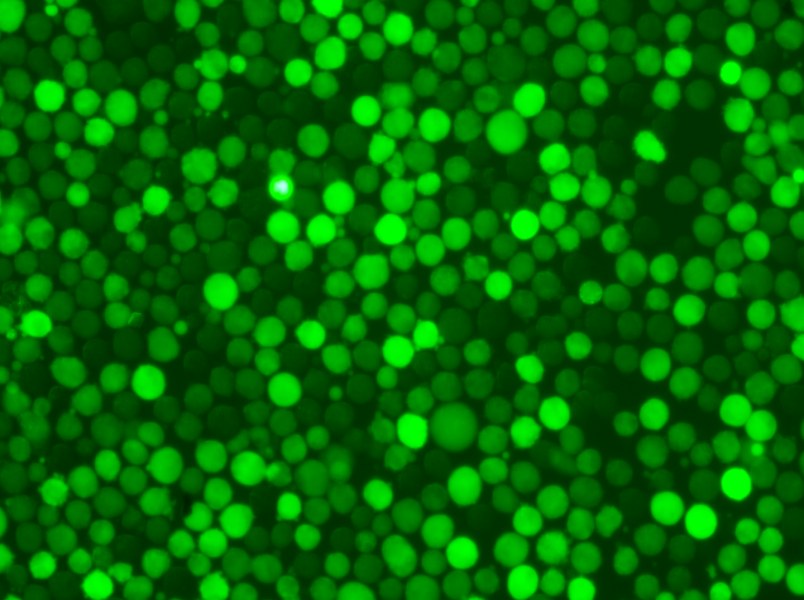 K-562-GFP Cell Complete Medium - 5