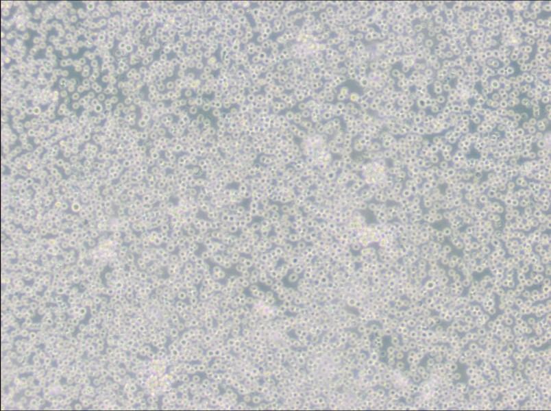 JM Cell Complete Medium-searchlist-1