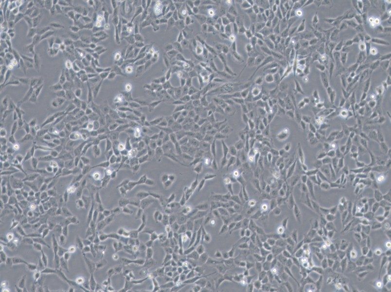 F81 Cell Complete Medium - 2