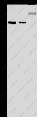 KDM3B Polyclonal Antibody - 1