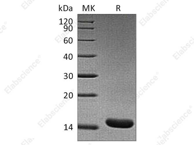 Recombinant Rat TNF-alpha/TNFA Protein - 1