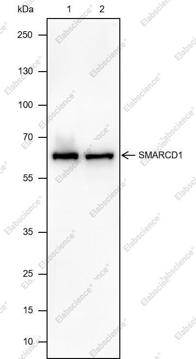 Recombinant SMARCD1 Monoclonal Antibody - 1