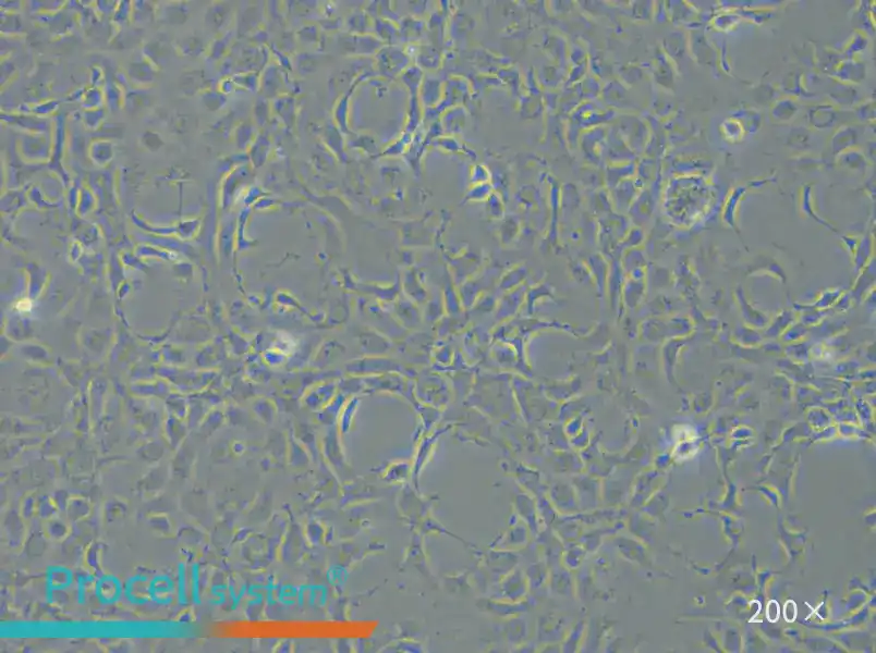 EPC Cell Complete Medium - small - 4
