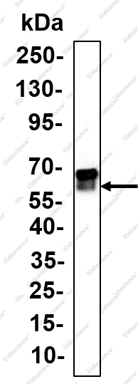 Recombinant ATG14 Monoclonal Antibody - 1