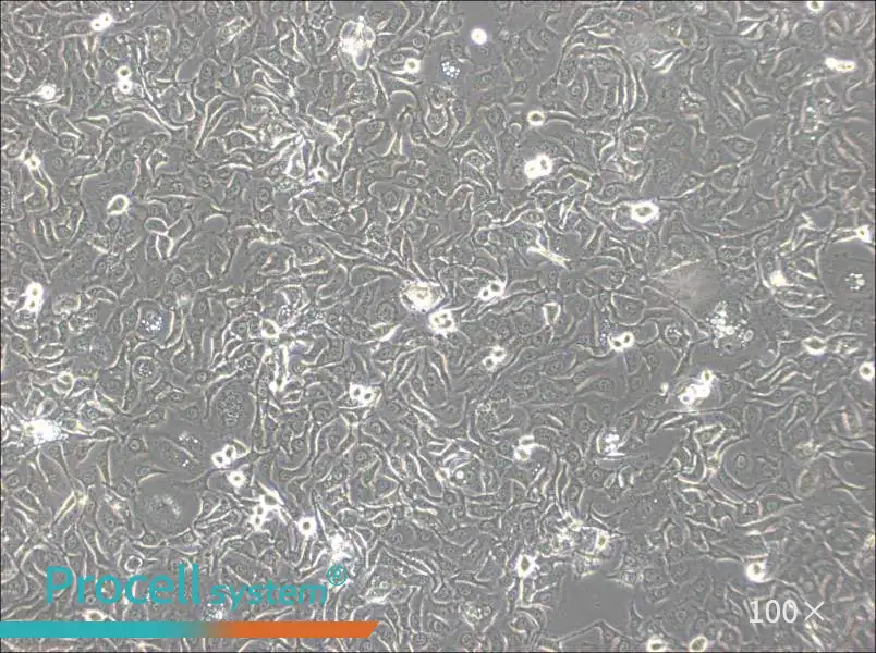 KU-19-19 Cell Complete Medium - 1