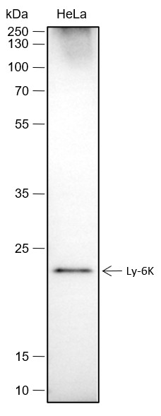 Recombinant Ly-6K Monoclonal Antibody-searchlist-1