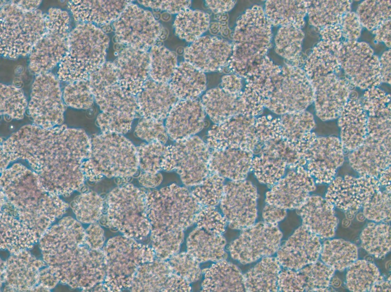 HuT 102 Cell Complete MediumHuT 102 Cell Complete Medium - 2