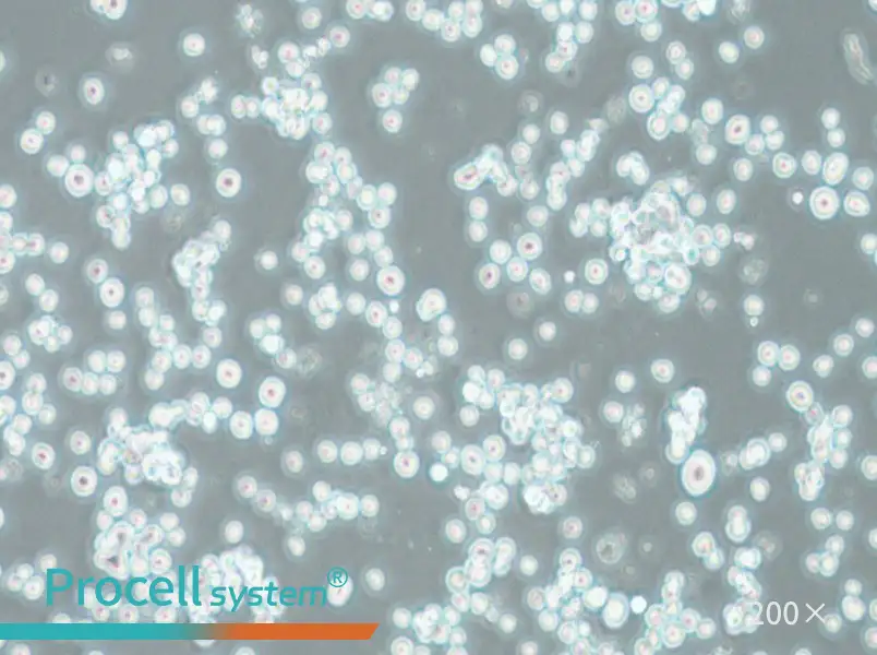 COLO 201 Cell Complete Medium - small - 5