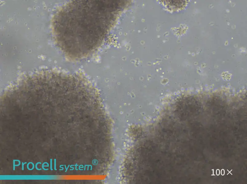 GM23687 Cell Complete Medium - 1