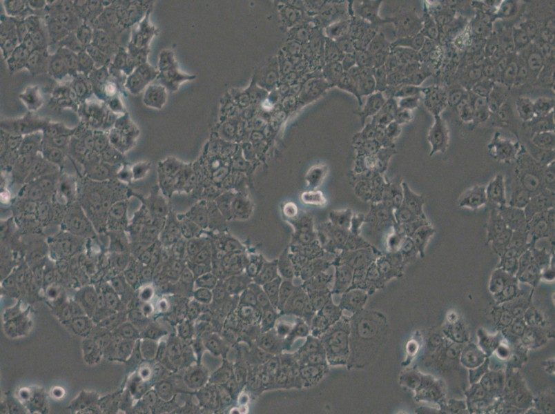 NCI-H1573 Cell Complete Medium - 4