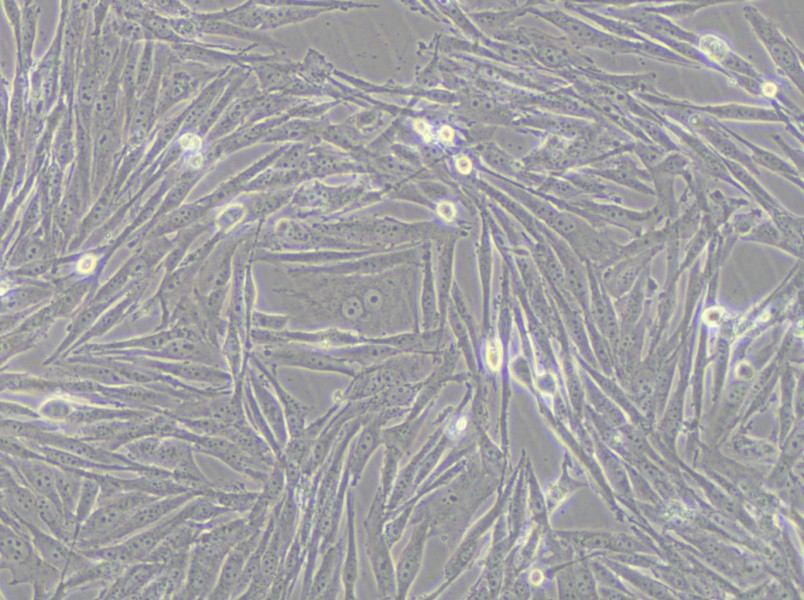 GCT Cell Complete Medium - small - 4