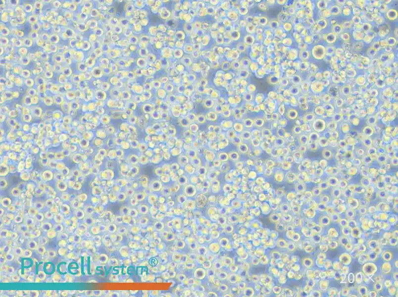 H22 Cell Complete Medium - small - 5