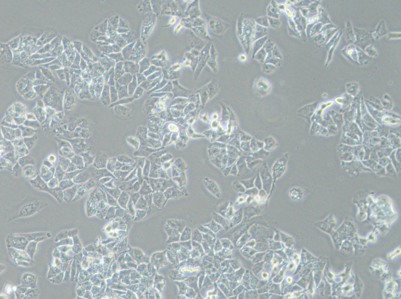 HCCLM3 Cell Complete Medium-searchlist-1