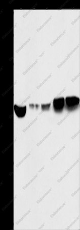 ENO1 Polyclonal Antibody - 1