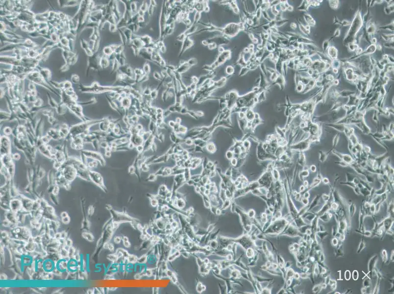 E0771 Cell Complete MediumE0771 Cell Complete Medium - 3