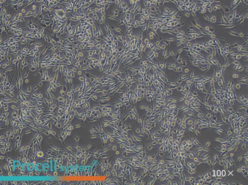 RBL-2H3 Cell Complete Medium - 1