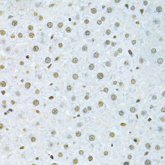 Immunohistochemistry of paraffin-embedded Rat liver using HNRNPK Polyclonal Antibody at dilution of 1:200 (40x lens).
