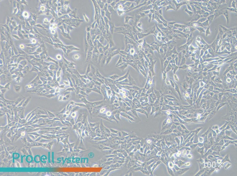 SK-Hep-1 Cell Complete Medium - 2