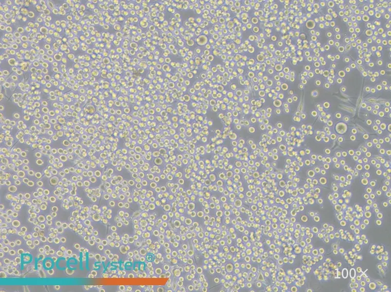 SK-MEL-1 Cell Complete MediumSK-MEL-1 Cell Complete Medium - 3