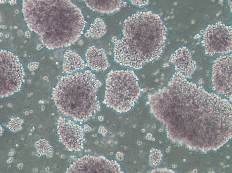 TMD8 Cell Complete Medium-searchlist-1