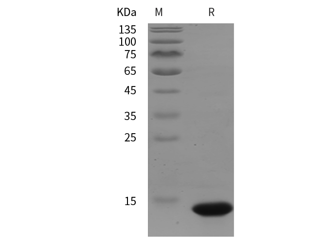 Recombinant Human CXCL1 Protein(GST Tag)-产品推荐-1