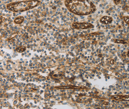 CD31 Polyclonal Antibody - 2