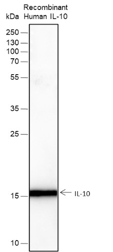 Recombinant IL-10 Monoclonal Antibody-searchlist-1