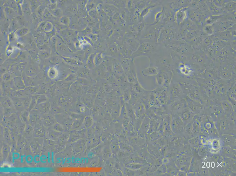 HK-2 Cell Complete Medium - small - 6