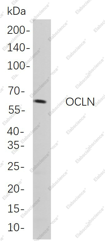 Recombinant OCLN Monoclonal Antibody - 1