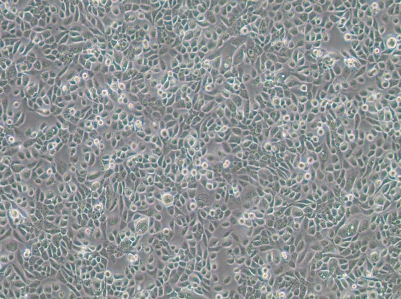 VK2/E6E7 Cell Complete Medium-searchlist-1