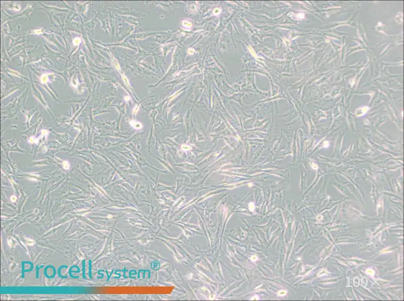 NCI-H2452 [H2452] Cell Complete Medium - 1