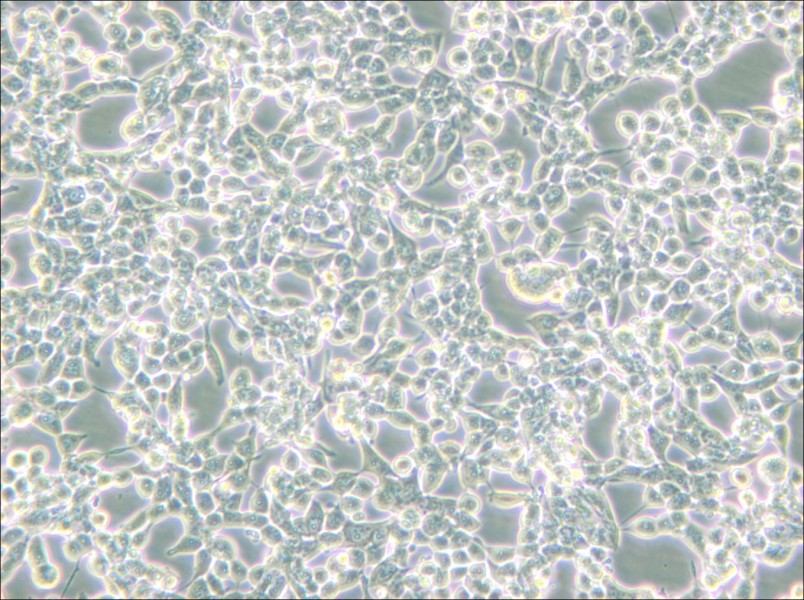 293E Cell Complete Medium - small - 4