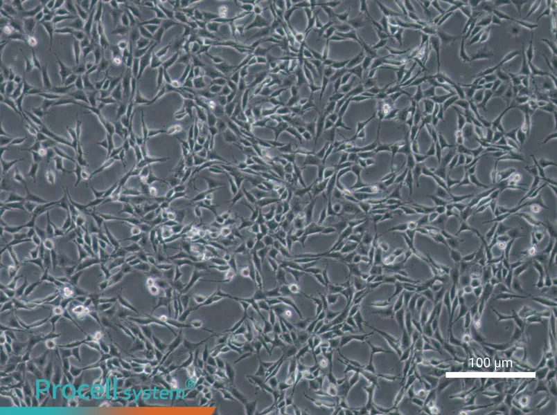B104 Cell Complete MediumB104 Cell Complete Medium - 2