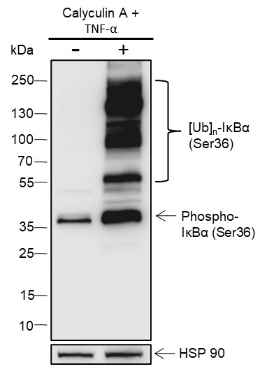 Recombinant Phospho-IκBα (Ser36) Monoclonal Antibody-searchlist-1