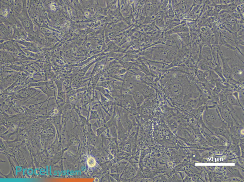 C3H/10T1/2, Clone 8 Cell Complete Medium - 6