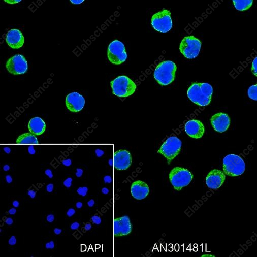 Recombinant CD50/ICAM3 Monoclonal Antibody - 4