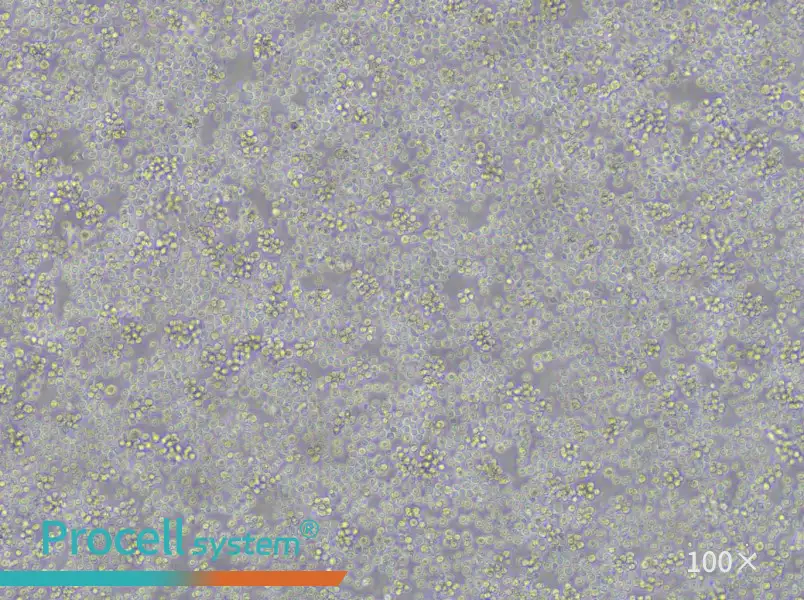 REC-1 Cell Complete MediumREC-1 Cell Complete Medium - 2