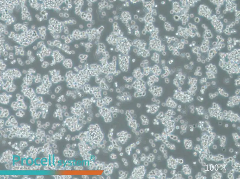 BC-3 Cell Complete Medium - 1