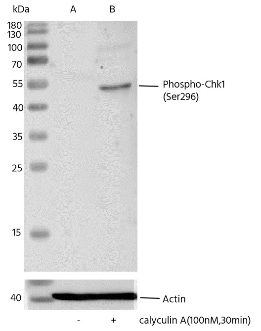 Recombinant Phospho-Chk1 (Ser296) Monoclonal Antibody-searchlist-1