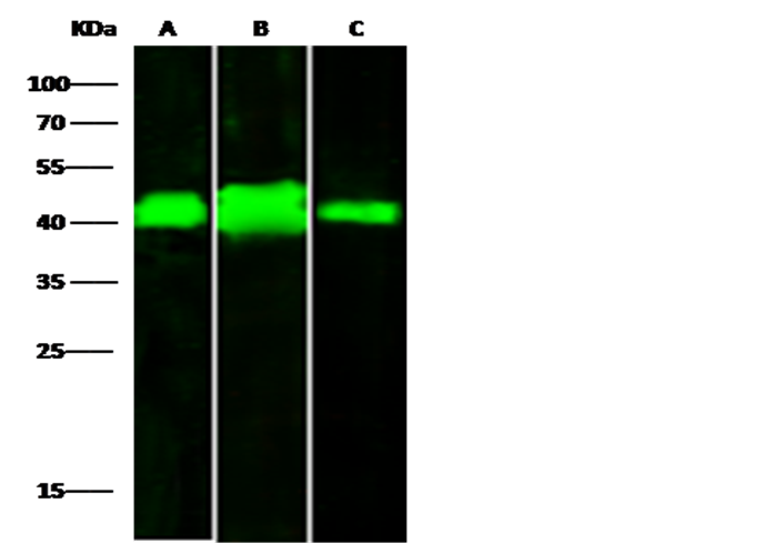 Recombinant LRPAP1/A2MRAP Monoclonal Antibody